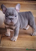 French Bulldog dogs - Advert 13