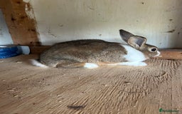 Dutch rabbits for sale: Dutch Brown Grey rabbit baby girls - Image 5