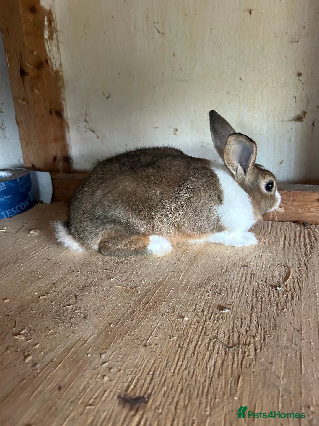 Dutch rabbits for sale: Dutch Brown Grey rabbit baby girls - Image 5