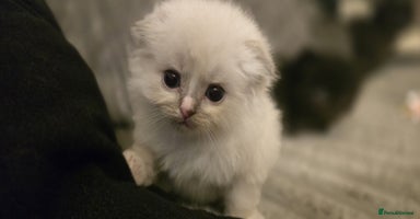 Mixed Breed cats - Advert 4