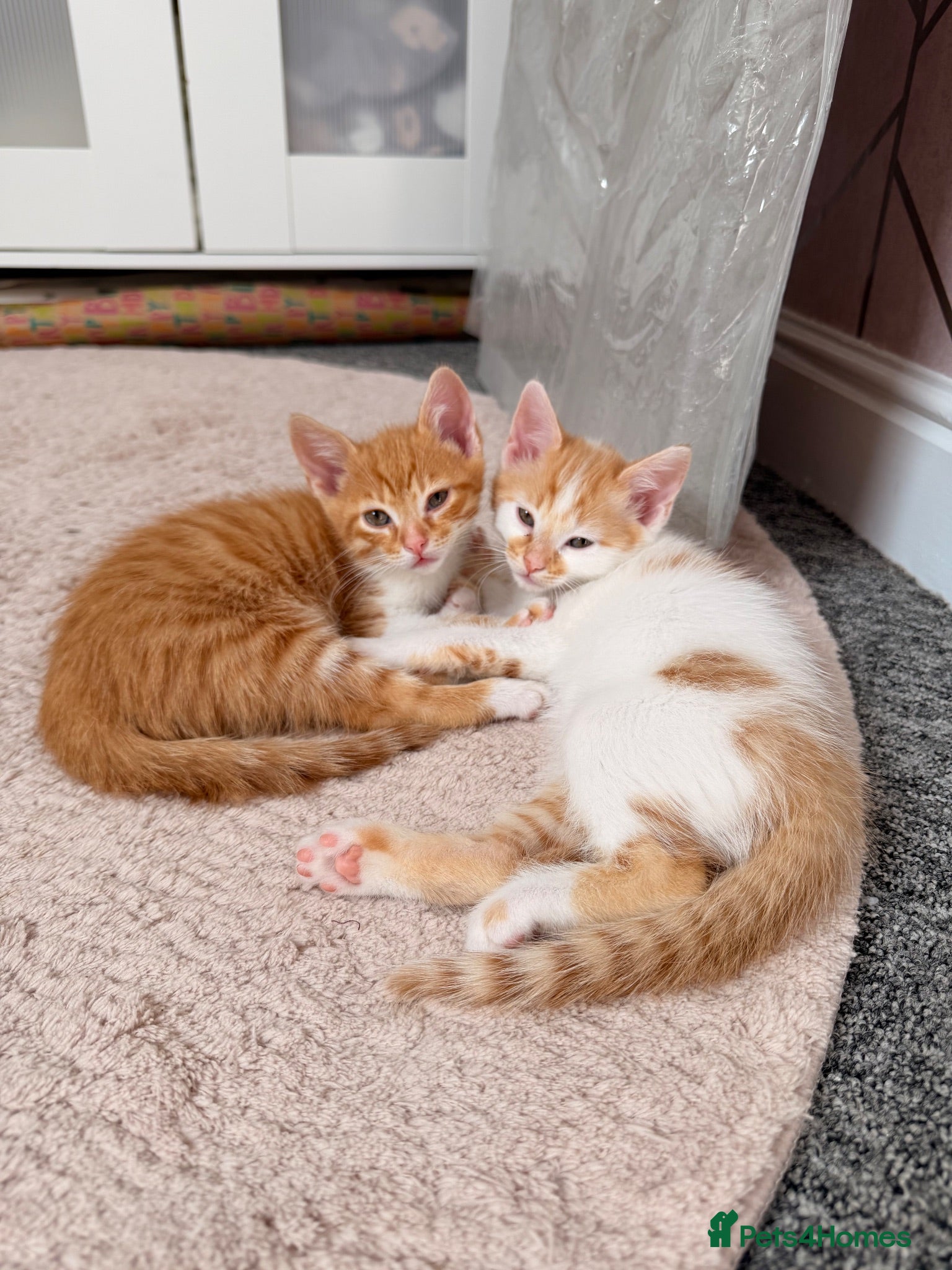 Mixed Breed cats 2 male ginger tabby’s  - Advert 2