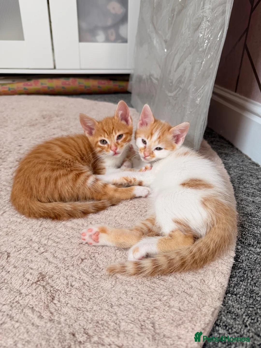 Mixed Breed cats for sale: 2 male ginger tabby’s  in Hinckley - Advert 1