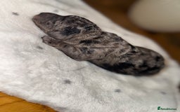 Cockapoo dogs for sale: Cockerpoo FB1 ready to leave  **  Eve  - Image 5