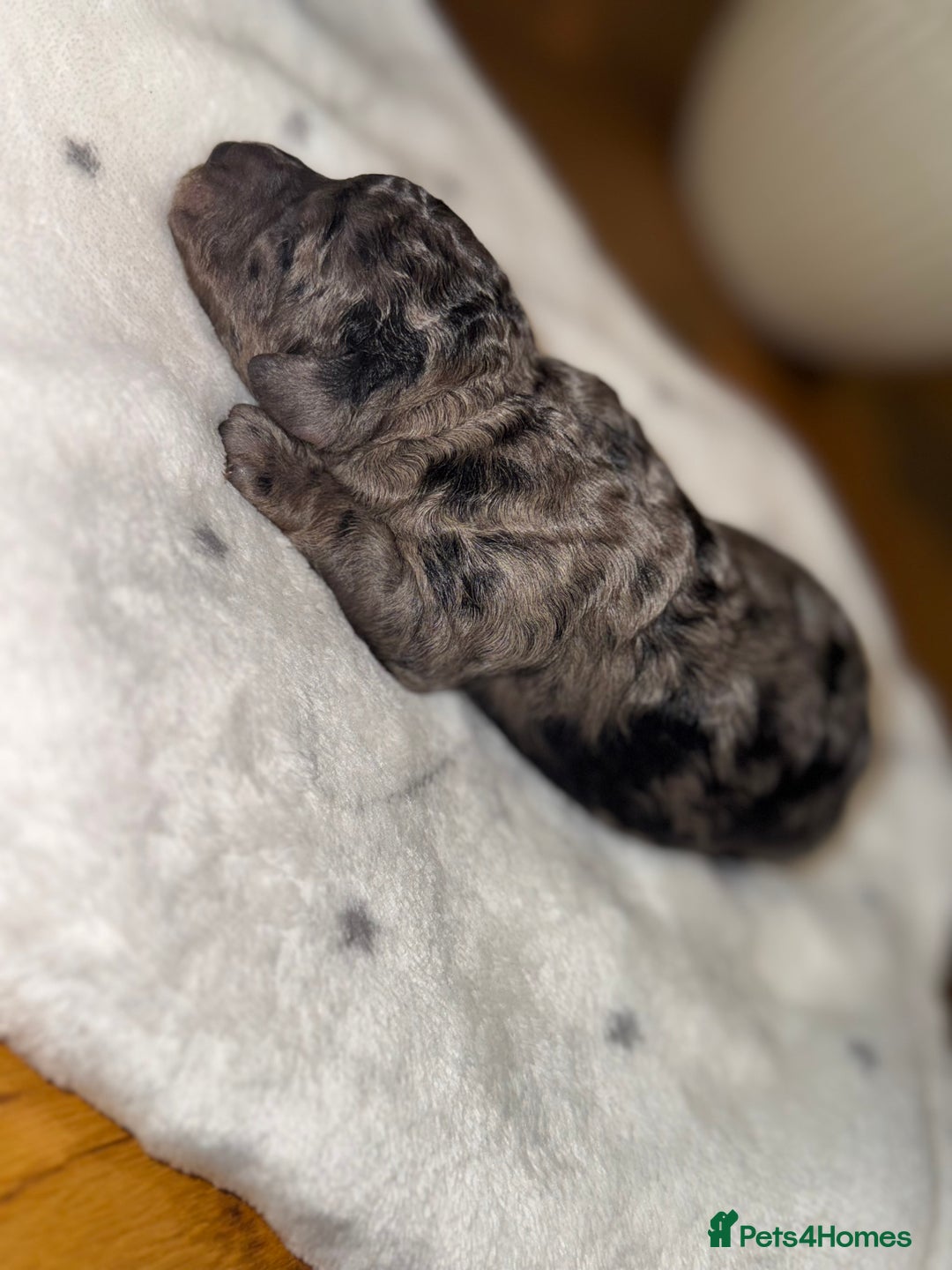 Cockapoo dogs for sale: Cockerpoo FB1 ready to leave  **  Eve  - Image 5