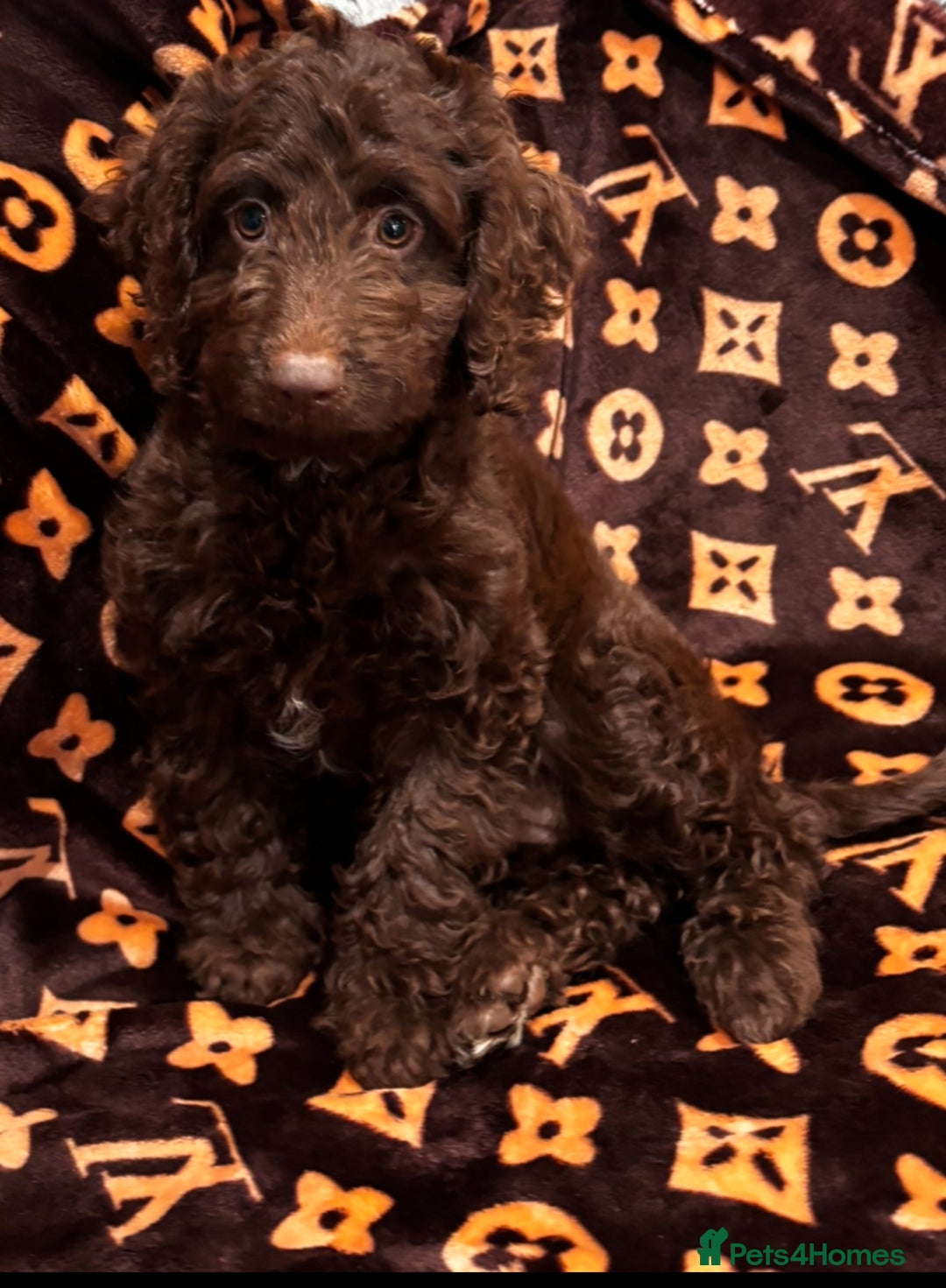 Cockapoo dogs for sale: Gorgeous litter of cockapoo puppies  - Advert 7