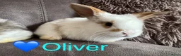 Mini Lop rabbits for sale: Beautiful Mini Lops Available to Reserve - Advert 28