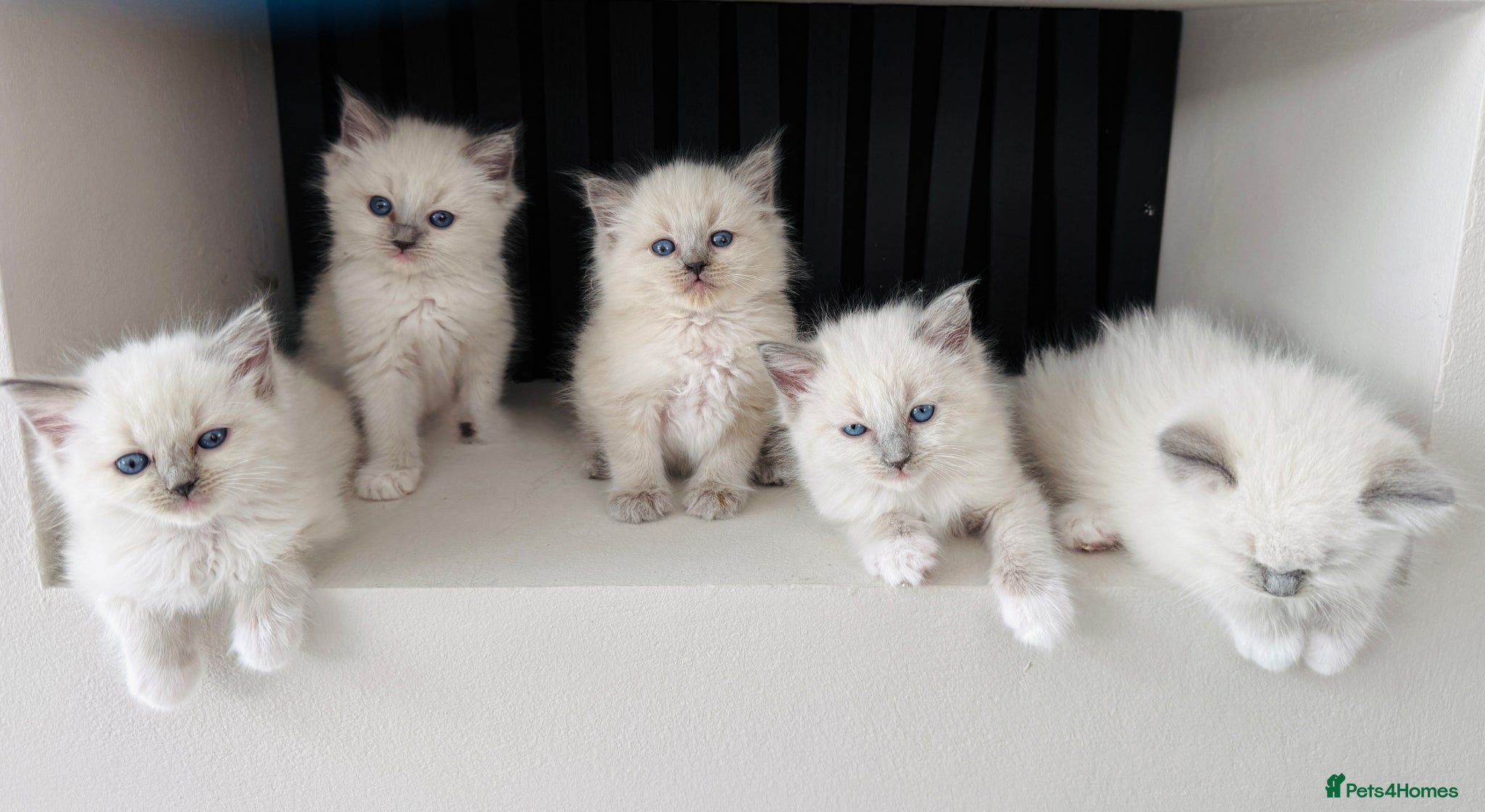 Ragdoll cats Full breed ragdoll kittens - Advert 12