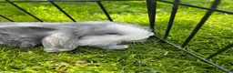 Mini Lop rabbits for sale: Baby lop-eared rabbits  in Clitheroe - Advert 5