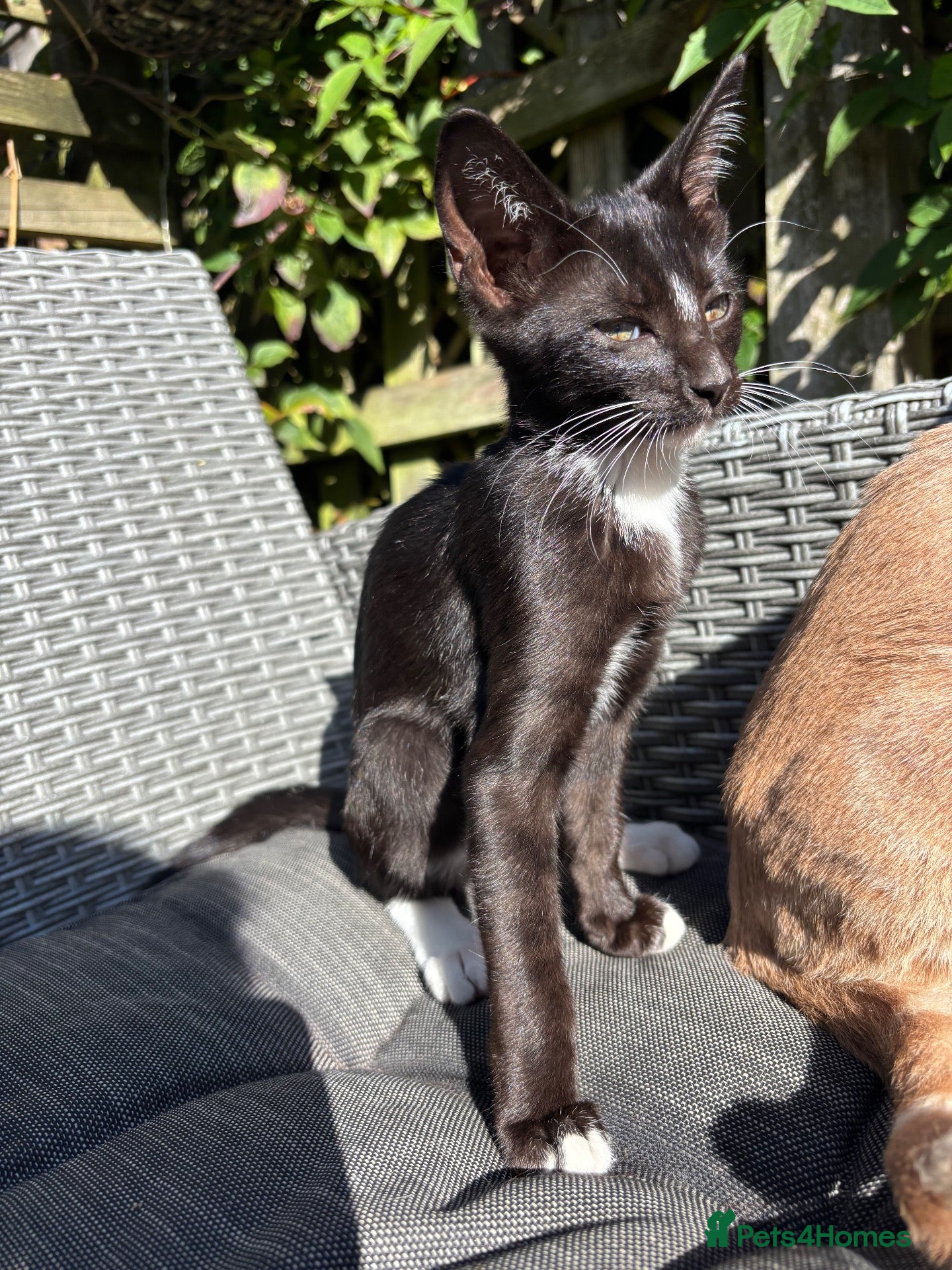 Oriental cats for sale: Oriental mix - Advert 1