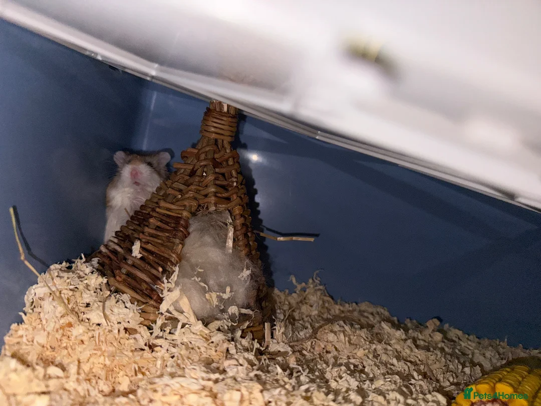 Hamster rodents for sale: Robo dwarf hamster in London - Advert 2