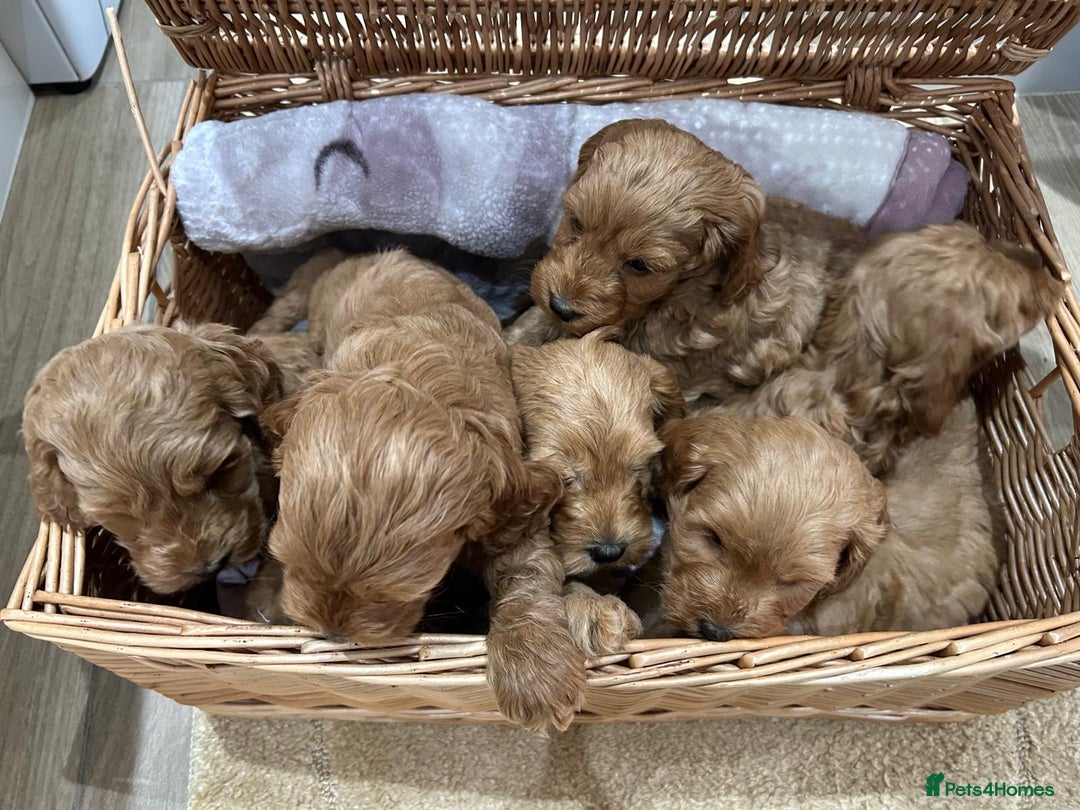 Cockapoo dogs for sale: F1 Miniature Cockapoo  - Advert 15