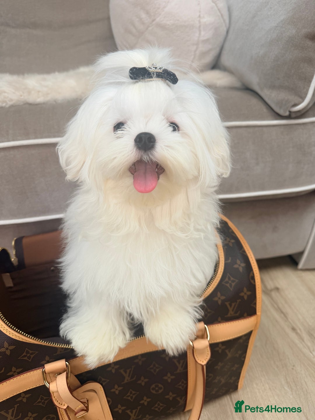 Maltese dogs for sale: Beautiful 6 month old Maltese Puppy Ready Now - Advert 3