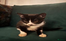 Domestic Shorthair cats for sale: 4 month old tuxedo kittens  - Advert 6