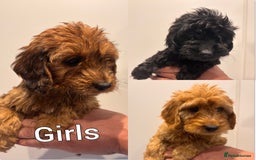 Irish Doodle dogs for sale: REDUCED F1 Miniature Irish Doodle - Image 7