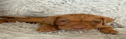 Hungarian Vizsla dogs for sale: Dual purpose Hungarian wirehaired Vizsla puppies - Advert 10