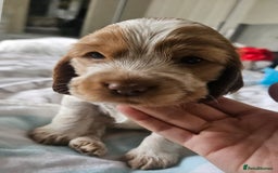 Cocker Spaniel dogs for sale: Show cocker spaniel  - Image 27