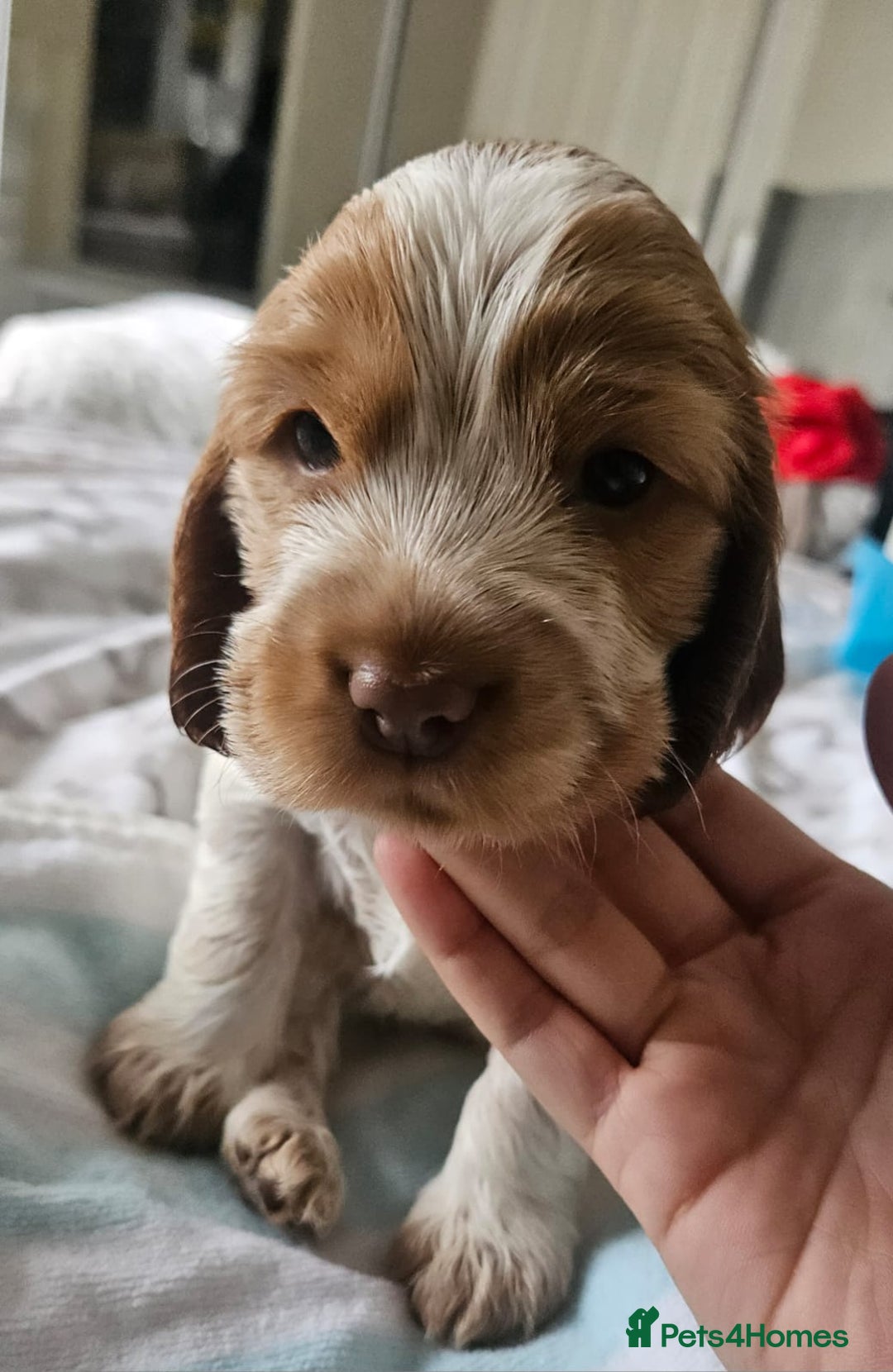 Cocker Spaniel dogs for sale: Show cocker spaniel  - Image 27