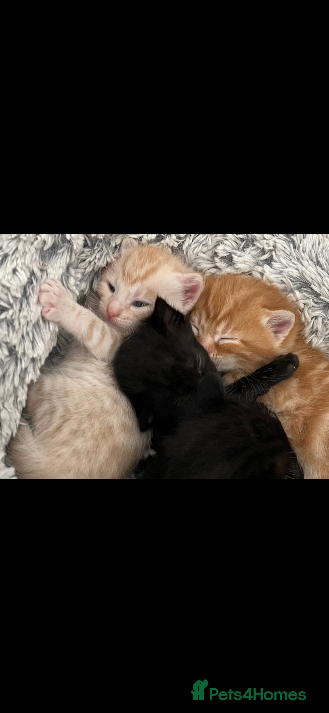 British Shorthair cats for sale: 6 kittens for sale 3 girls 3 boys  - Image 1