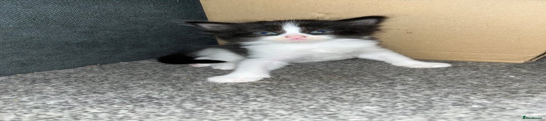 Turkish Van Kitten 2