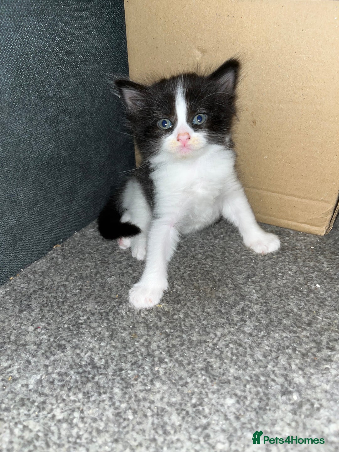Turkish Van cats for sale: Calico kittens looking for there forever home  - Image 3