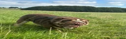 English Bulldog dogs for stud: Teddy - Advert 4