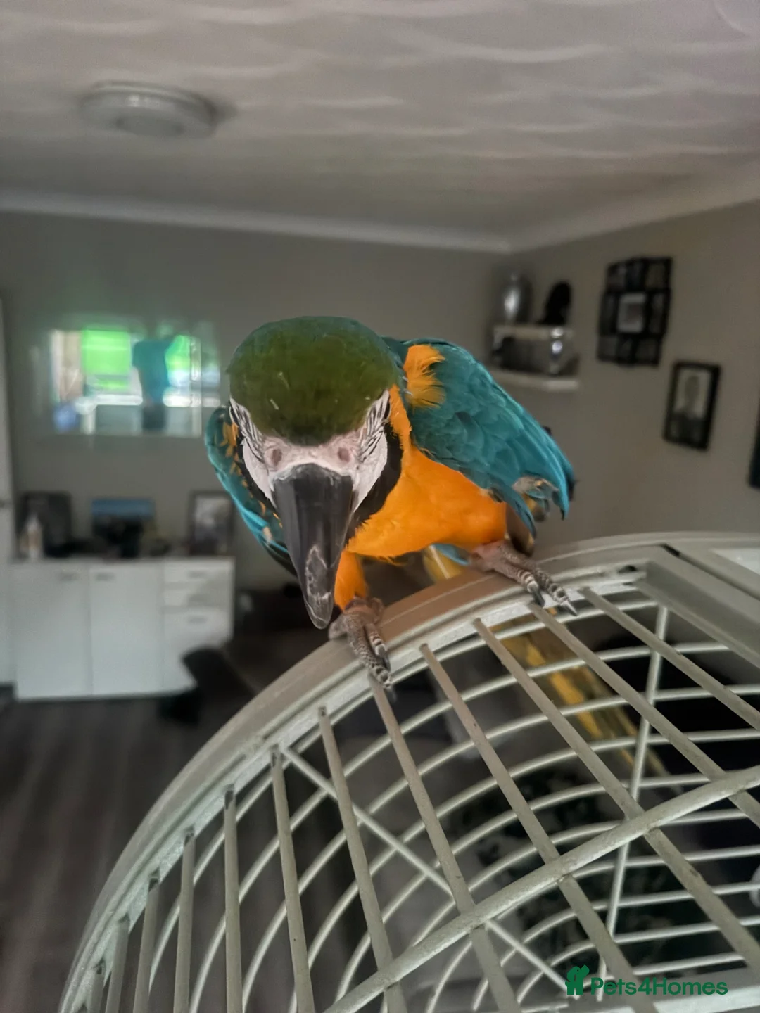 Macaws birds for sale: Blue and gold macaw in Liverpool - Advert 2