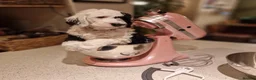 Sheepadoodle dogs for sale: Beautiful F1 Sheepadoodles  - Advert 25