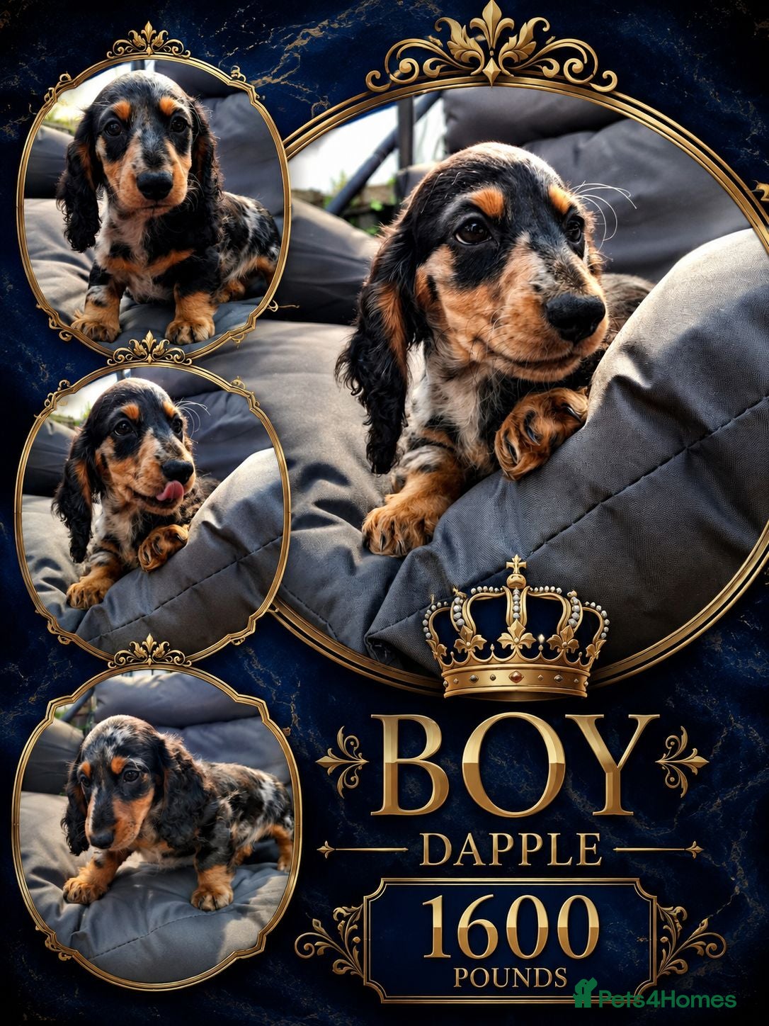 Miniature Dachshund dogs Long Haired miniature dachshund 2 boys  - Advert 12