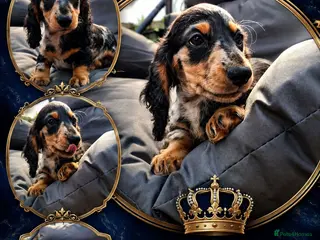 Miniature Dachshund dogs Long Haired miniature dachshund 2 boys - Advert 12