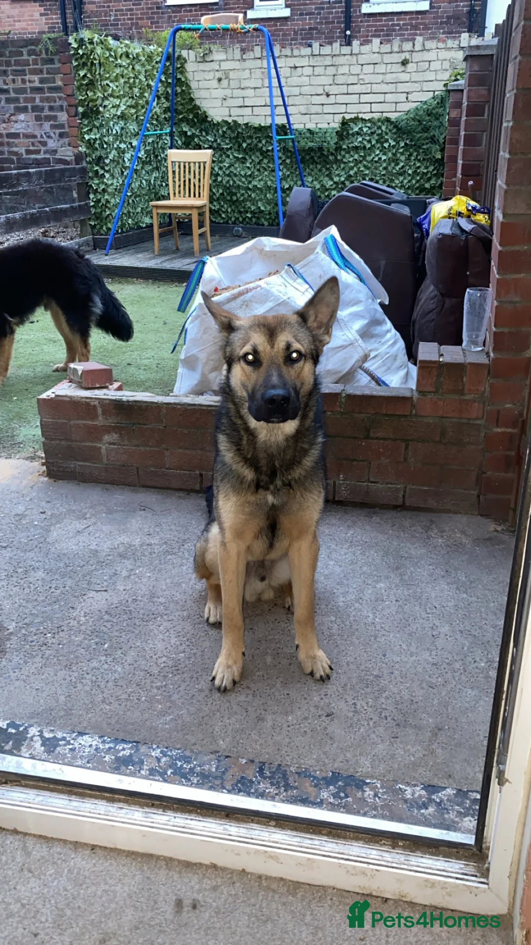 Shepsky dogs for sale: 2 shepskys in Rotherham - Advert 1