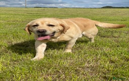 Labrador Retriever dogs for sale: KC health tested Labrador Pups  - Image 21
