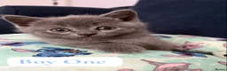 British Shorthair cats for sale: BSH kittens from champion bloodline 🏆😺 - Advert 5