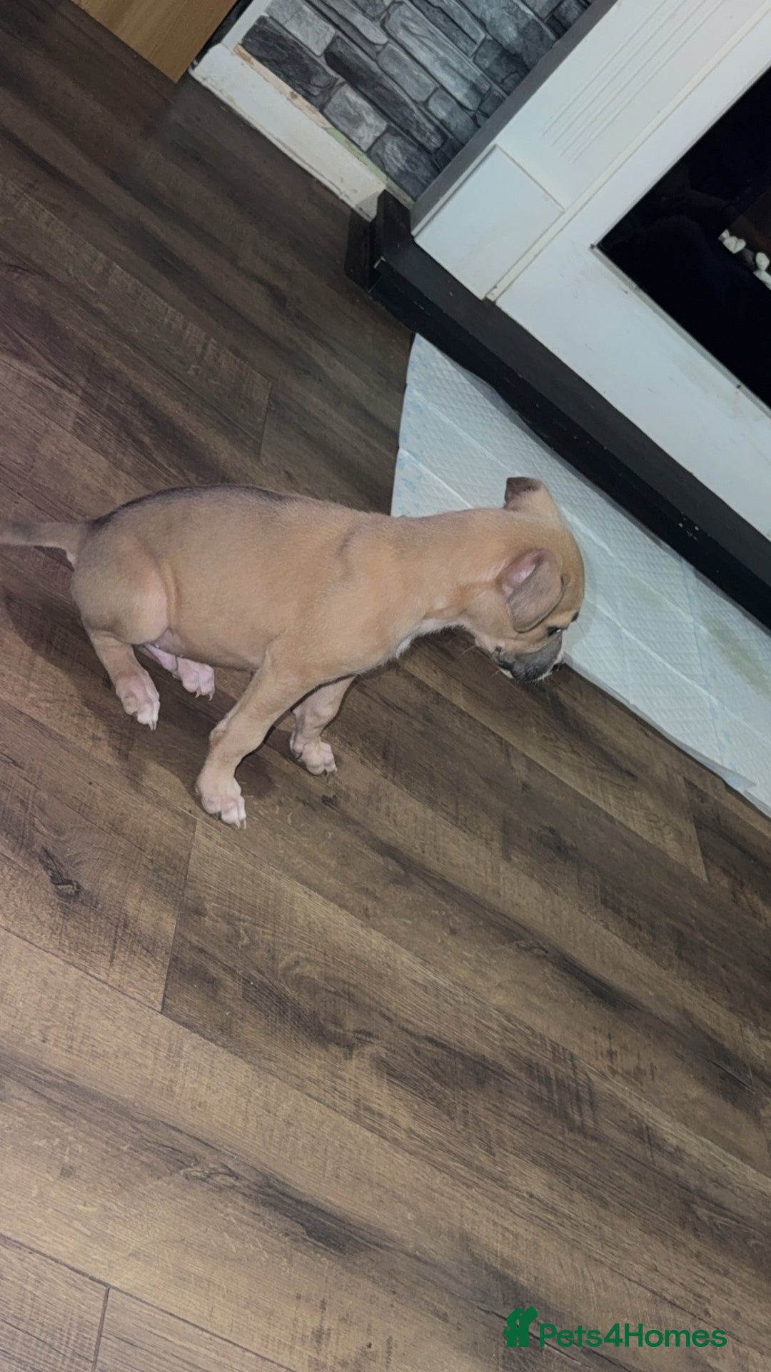 Mixed Breed dogs for sale: Rocky the puppy - Image 6