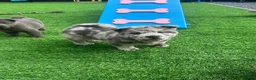 Chow Chow dogs for sale: Stunning exotic colour chowski puppies for sale  - Advert 5