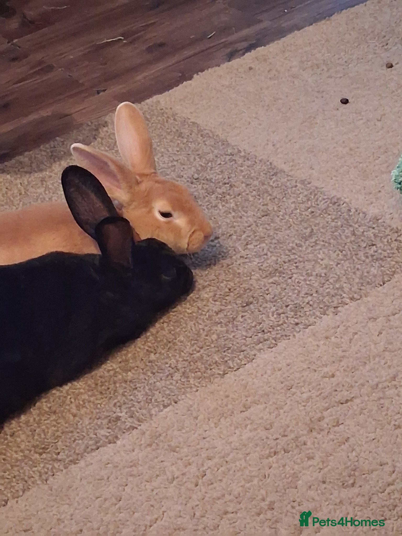 Rex rabbits Bonded pair of Mini rex rabbits - Advert 1