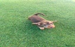 Mixed Breed dogs for sale: Daxipoo puppies - Image 14