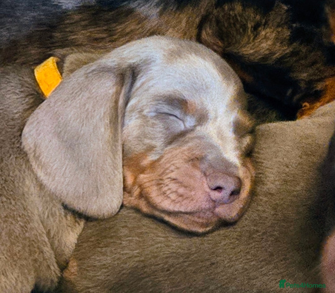 Miniature Dachshund dogs for sale: Miniature Dachshund Puppies - Advert 7