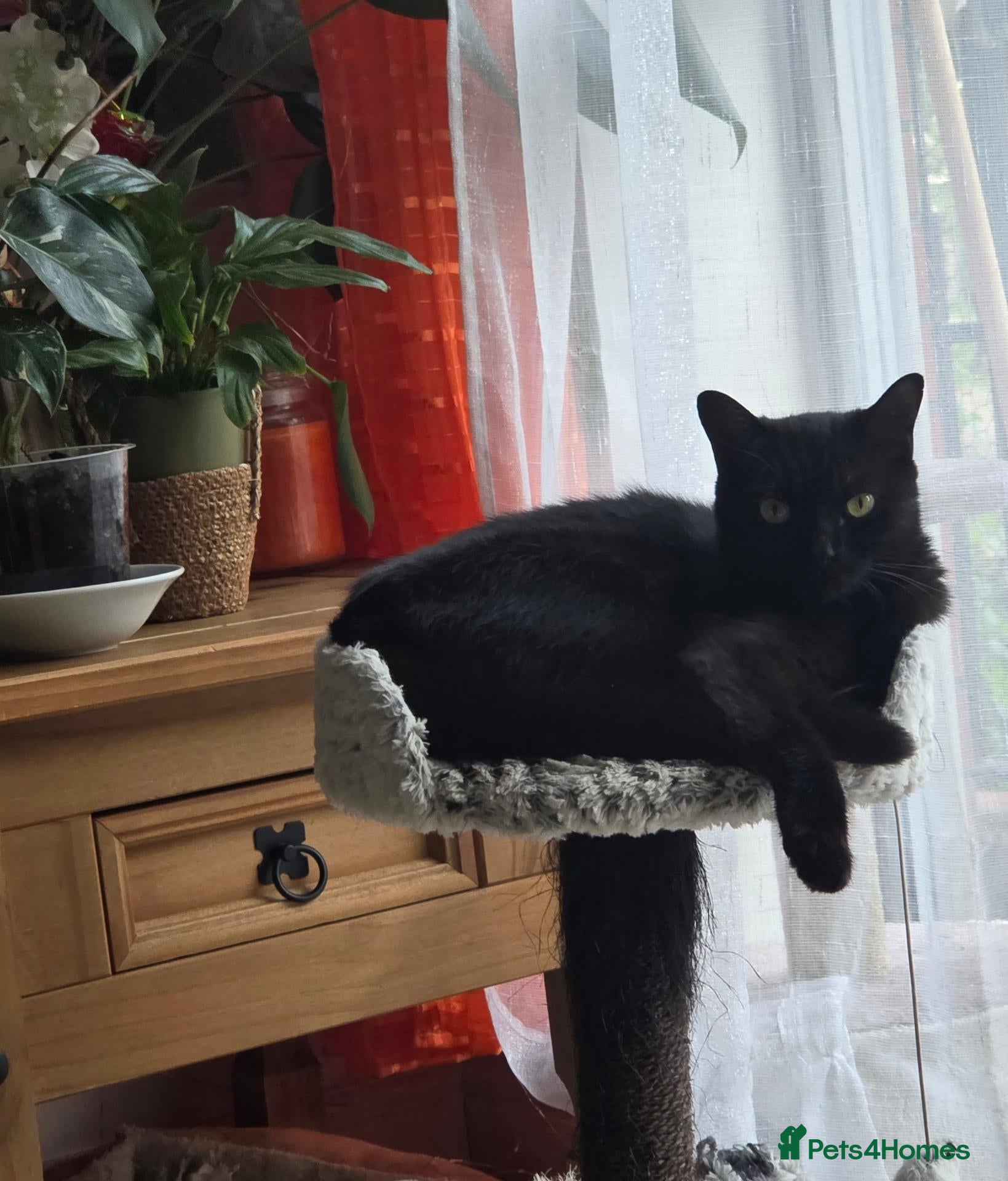 Mixed Breed cats 🐾 LOVELY KITTENS LOOKING FOR LOVING HOMES 🐾 - Advert 16