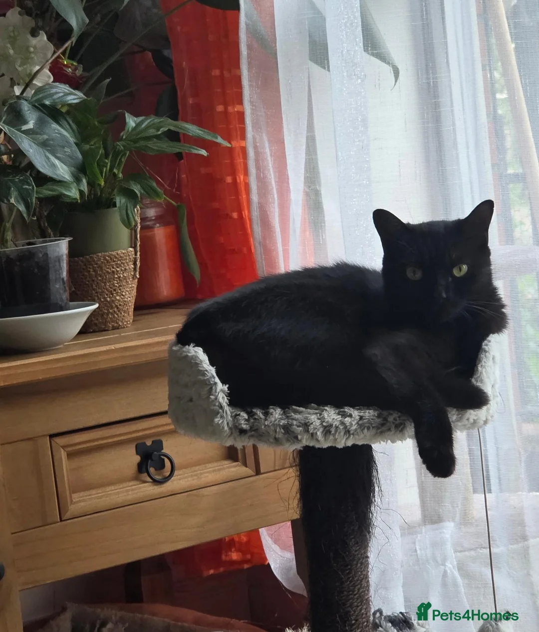 Mixed Breed cats for sale: 🐾 LOVELY KITTENS LOOKING FOR LOVING HOMES 🐾 - Advert 1