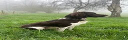 English Springer Spaniel dogs for stud: Heavily marked working ESS For Stud - Advert 2