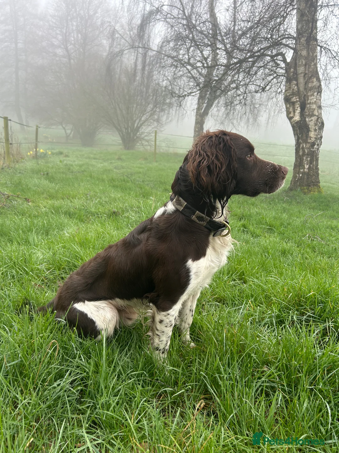 English Springer Spaniel dogs for stud: Heavily marked working ESS For Stud - Advert 2