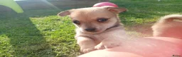 Pomchi dogs for sale: Pomchi - Advert 11