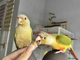 Conures birds - Advert 6