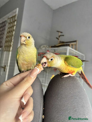 Conures birds - Advert 14