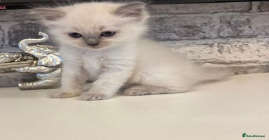 Ragdoll cats - Advert 6