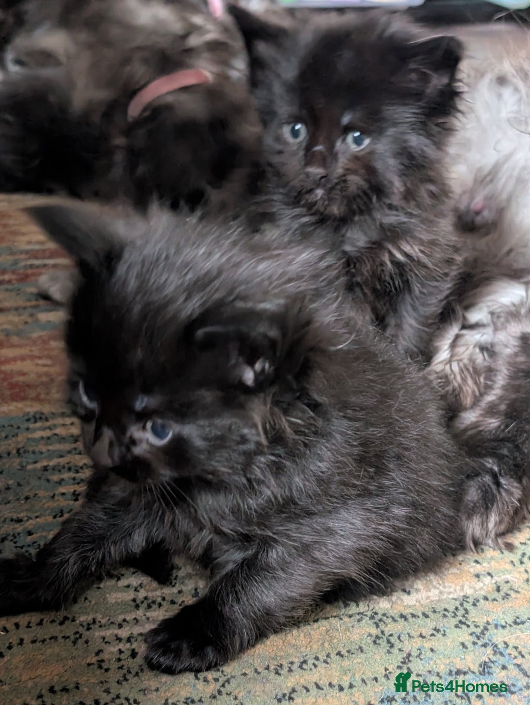 Maine Coon cats for sale: 6 Beautiful main coon kittens - Advert 5