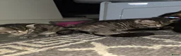Domestic Shorthair cats for sale: Beautiful ShortHair Dom - Advert 5