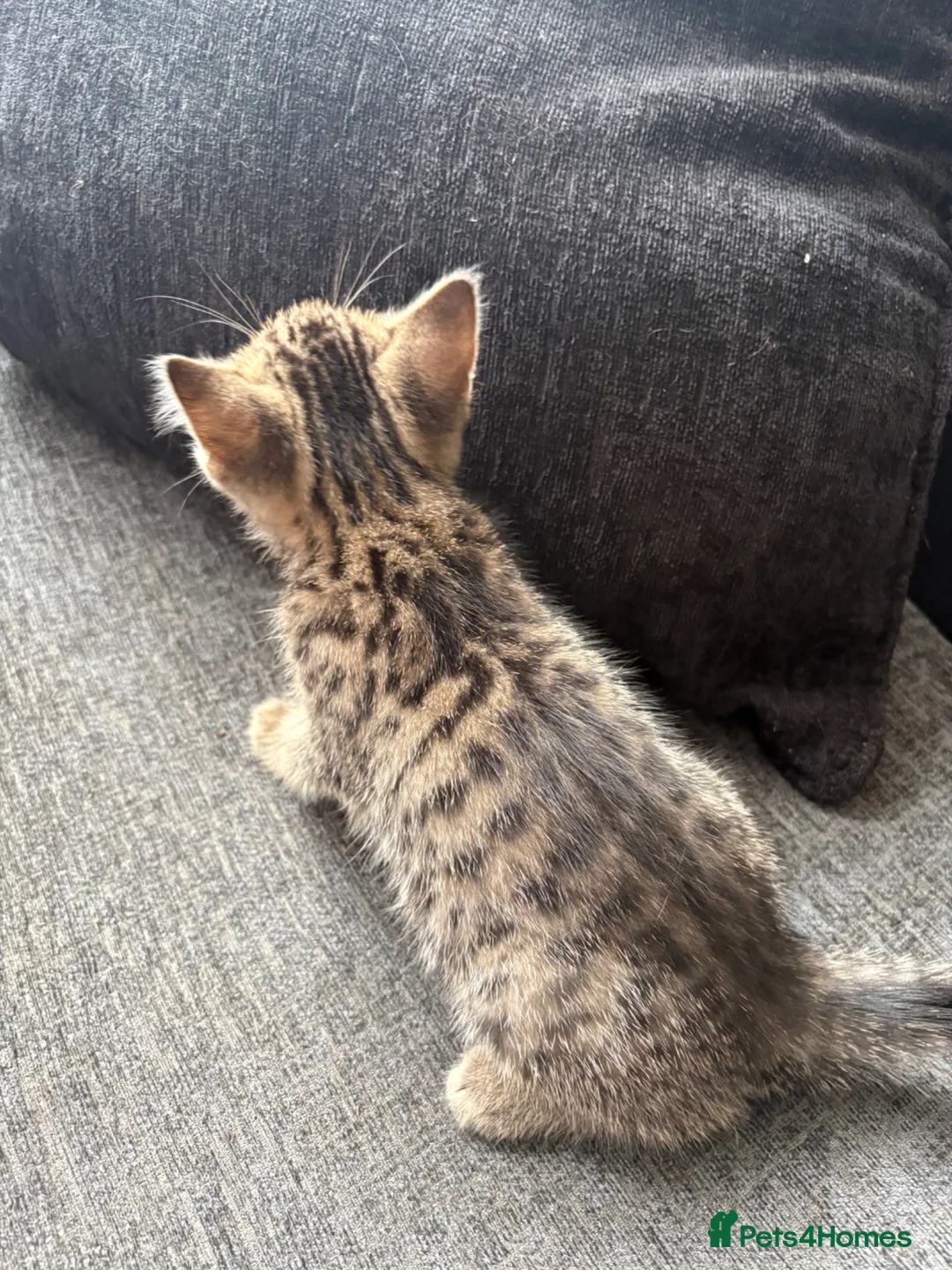 Mixed Breed cats for sale: 2 black males and 1 tabby female  in Basildon - Advert 5
