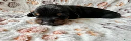 Miniature Dachshund dogs for sale: 🐾 Gorgeous Miniature Dachshund Puppies 🐾 - Advert 13
