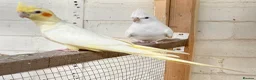 Cockatiels birds for sale: Stunning young pair of cockatiels with DNA - Advert 6